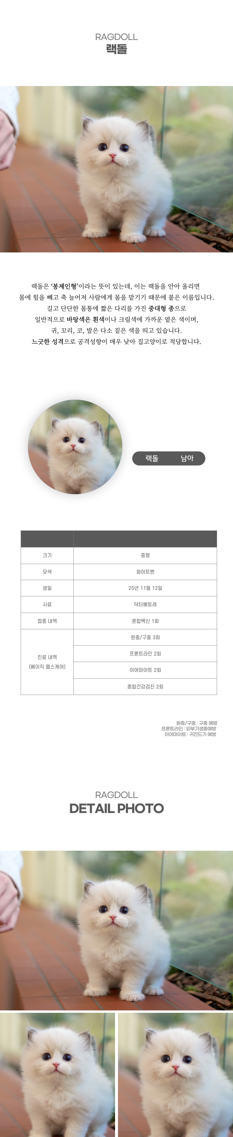 랙돌_상세이미지_2
